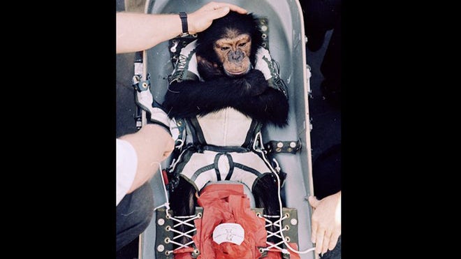 chimp 2.jpg